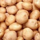 fresh sweet potatoes available