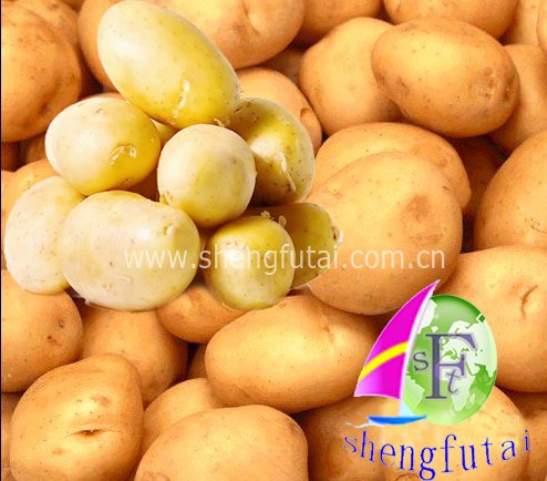 chinese fresh potato (long and round)