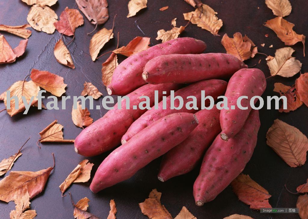 sweet potato