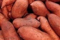 HIGH QUALITY FRESH SWEET POTATOES