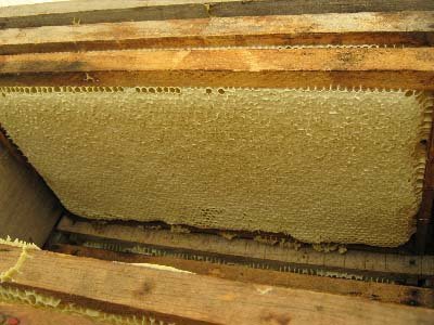 the world's highest quality honey