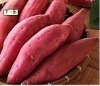 Fresh Sweet Potatoes for sale