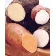 Egyptian Fresh Sweet Potatoes Competitive Price