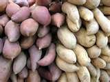 Clean and Nutritive Sweet potatoes,taro,potatoes of all sizes and variety available for sale