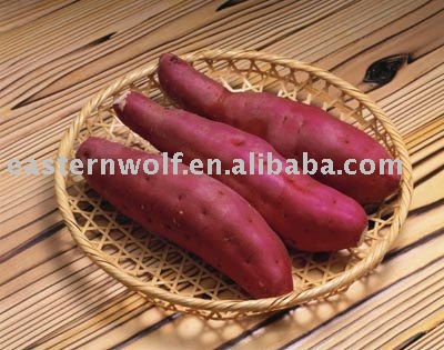 Chinese Sweet Potato in Carton Package