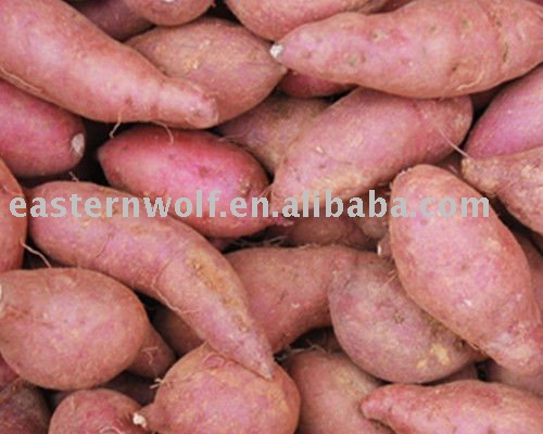 Chinese Sweet Potato