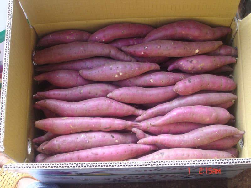 Fresh Sweet Potato with low price