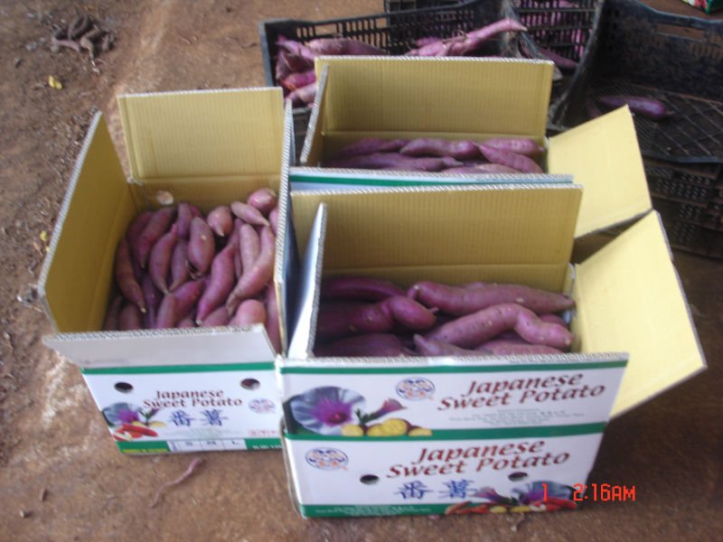 Sell Fresh Sweet Potato with low price