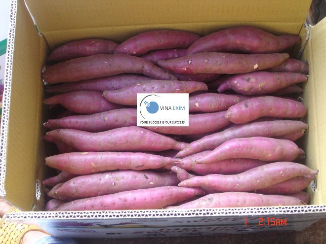 Fresh Sweet Potato with best price