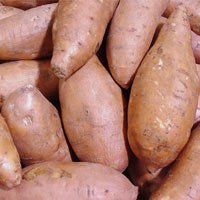 Sweetpotato
