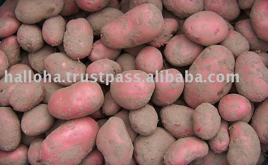  Holland  Export Red skin Potatoes