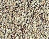guoyue Coix seed