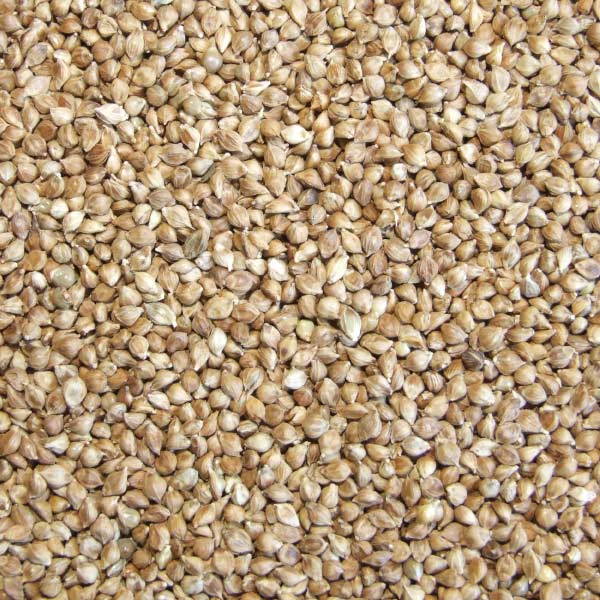 Sell Dark tare seeds,China price supplier - 21food