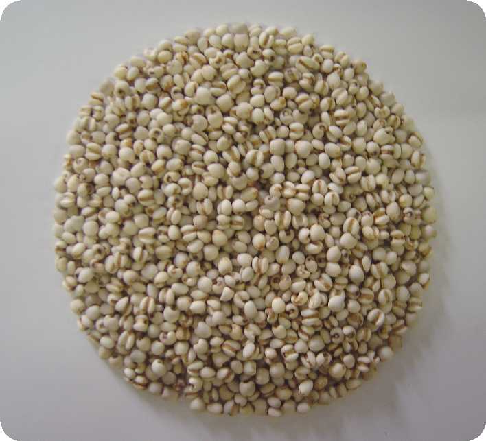 seed   of  job's  tears