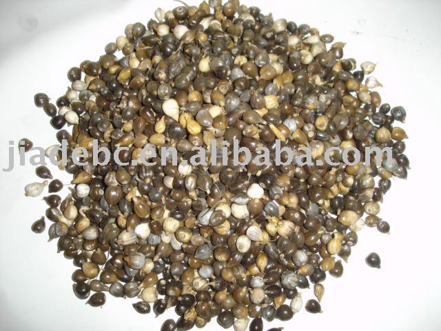  organic  seed