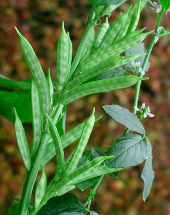 Guar Seeds