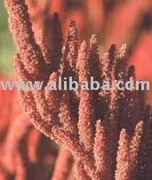  Organic   Amaranth 