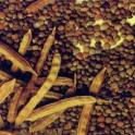 Guar Gum SEEDS