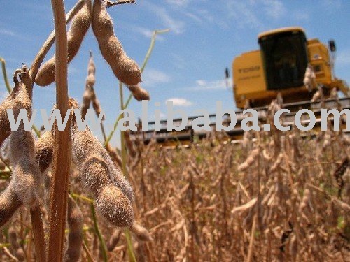 soybean
