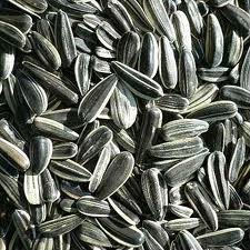 Sun  Flower Seeds