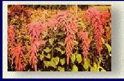 AMARANTH