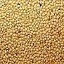 Amaranth seeds
