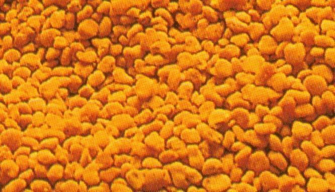 Pollen