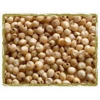 SUPLY OF SORGHUM SEEDS