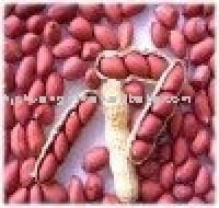 pea nut ground nut
