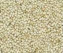 SAFFLOWER SEEDS