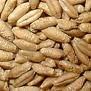 Triticale grains available for sale