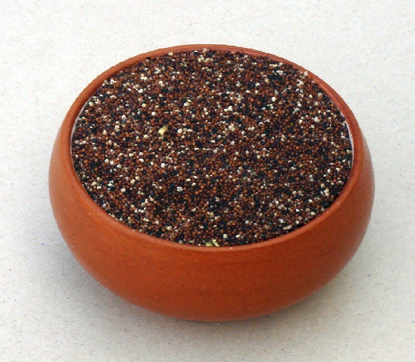 Chenopodium Pallidicaule