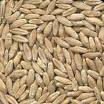 TRITICALE SEED