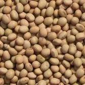 soyabeans