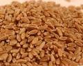 Grade 2(Hard  Red   Winter   Wheat  )