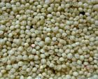 Amaranth grains available for sale