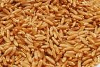 Kamut grains available for sale