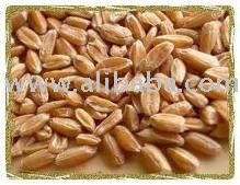 Spelt