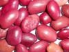 Small Red Black Kidney Beans