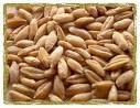 Triticale