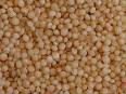 Amaranth seeds