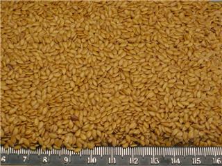 Flax Seed