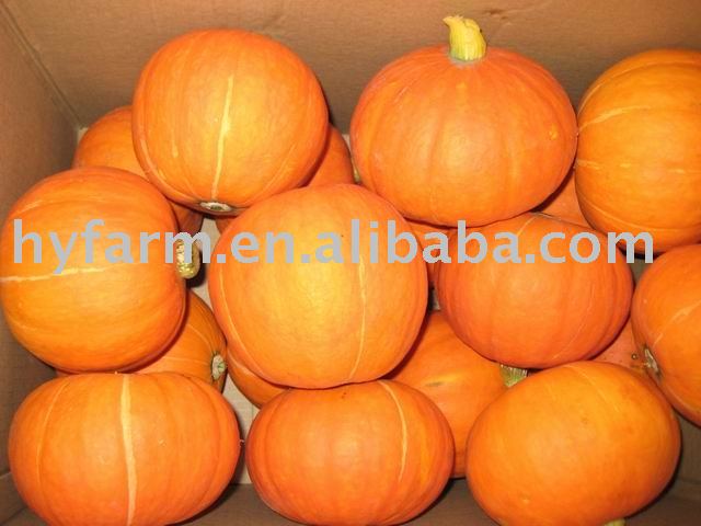 Fresh Pumpkin,yellow pumpkin,halloween pumpkin