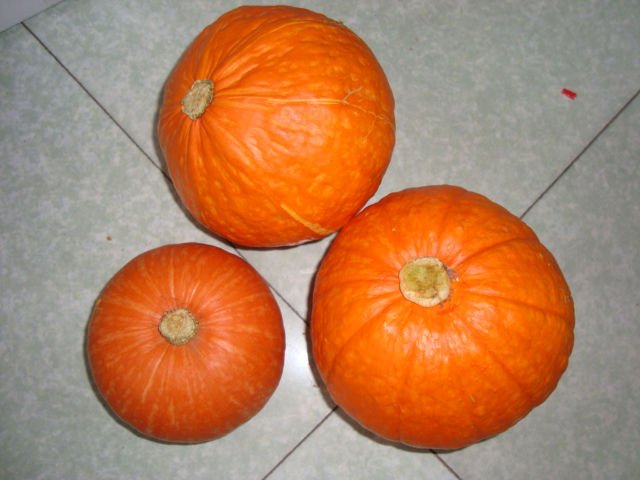 2011 fresh big pumpkin
