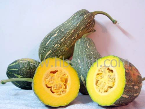 Fresh MiBen Pumpkin