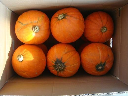 fresh pumpkin