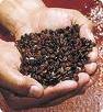 watermelon seeds