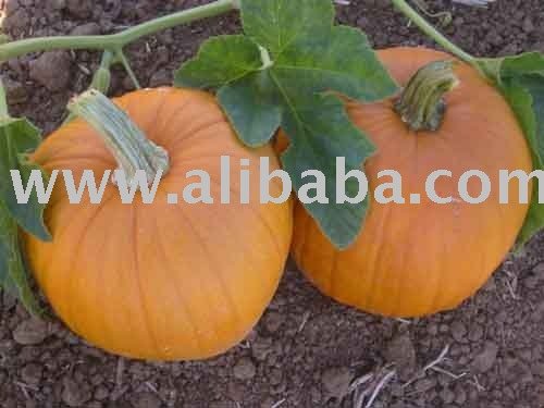 Pumpkin