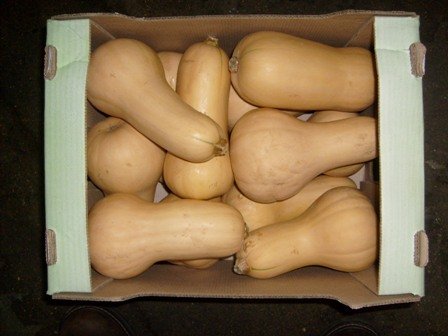 BUTTER NUT SQUASH PUMPKIN