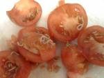 tomatos seeds